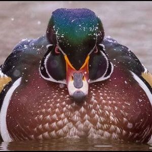 Meet your Posher, William